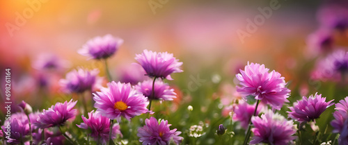 Autumnal Splendor  Vibrant Colors and Blooming Details in a Meadow  Featuring a Bunch of Pretty Daisies  Perfect for Embracing the Ecological Beauty of Nature - Purple Flowers Background