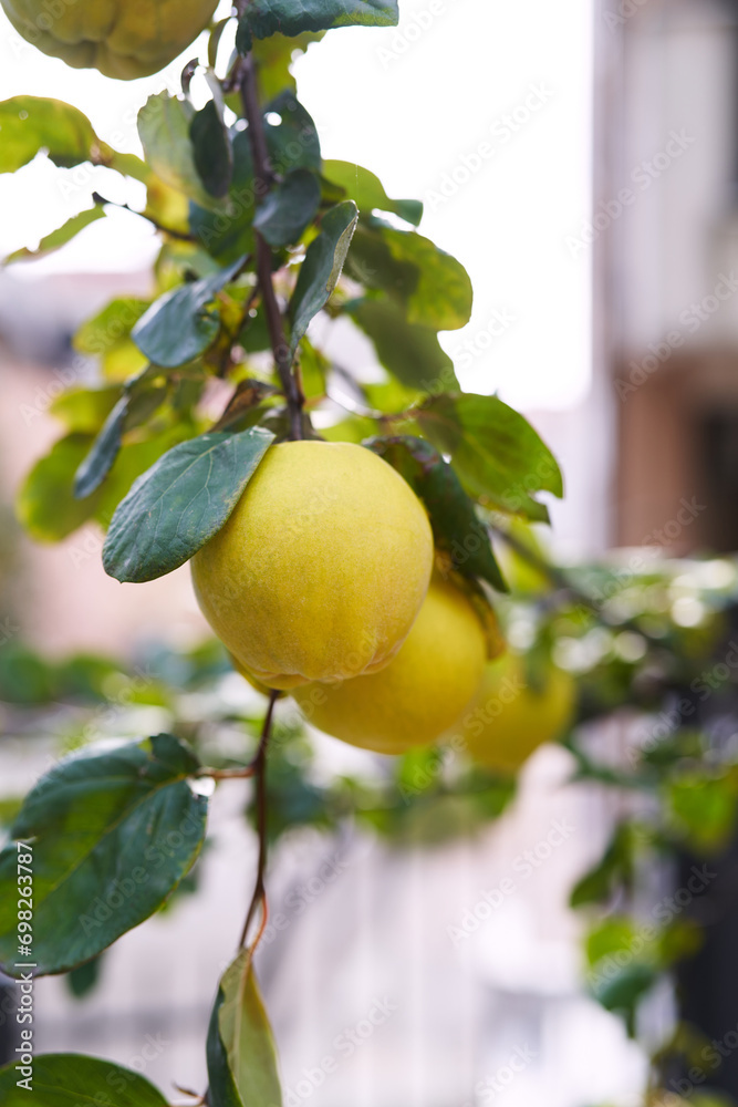 Branches of the tree are strewn with yellow quince fruits