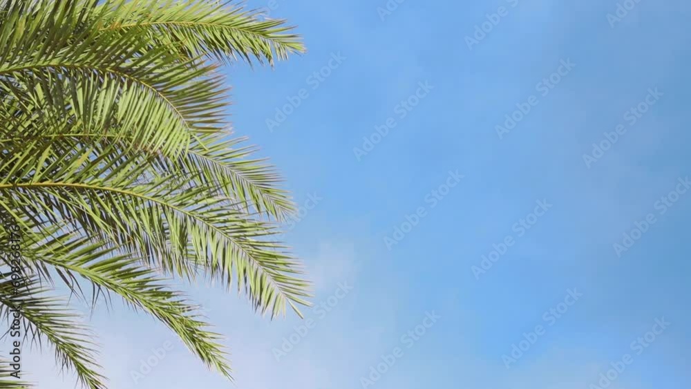 green palm tree against the blue sky, on the right side there is a place for the inscription, green palm tree against the blue sky, on the right side there is a place for the inscription,