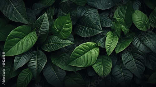  a close up of a green leafy plant with lots of dark green leaves on the top of the leaves.