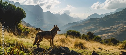 Ethiopian Highlands host the Simien wolf. photo