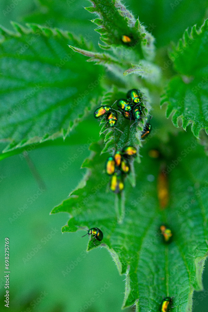 Blätter Käfer Closeup Nahaufnahme Natur Blätter Käfer Closeup Nahaufnahme Natur