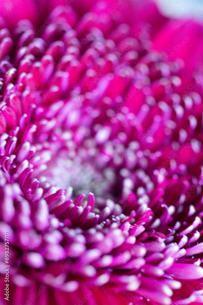 Blüte rosa Closeup Nahaufnahme Natur