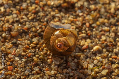 broken freshwater snail shell photo