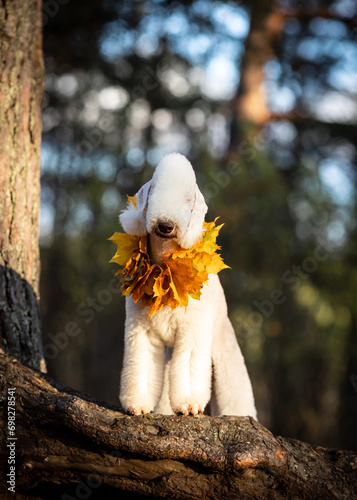 Fototapeta Naklejka Na Ścianę i Meble -  Portrait of a young liver-colored Bedlington Terrier wearing a collar of maple leaves, standing on the root of a large pine tree