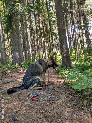 German shepherd dog playing in the garden or mountain or meadow in nature. Slovakia