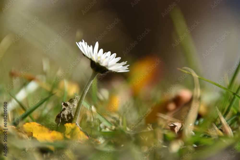 Daisy blooming at Christmas