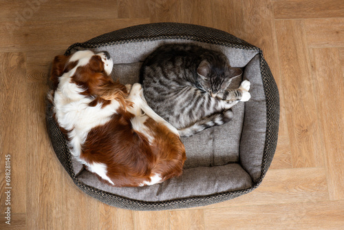 Cat and dog sleeping. Pets sleeping embracing. Cavalier King Charles Spaniel with domestic tabby cat in one bed