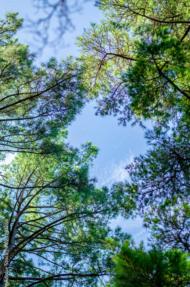 Trees Trees