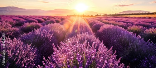 Lavender field at dawn in Provence, France on Valensole Plateau. photo