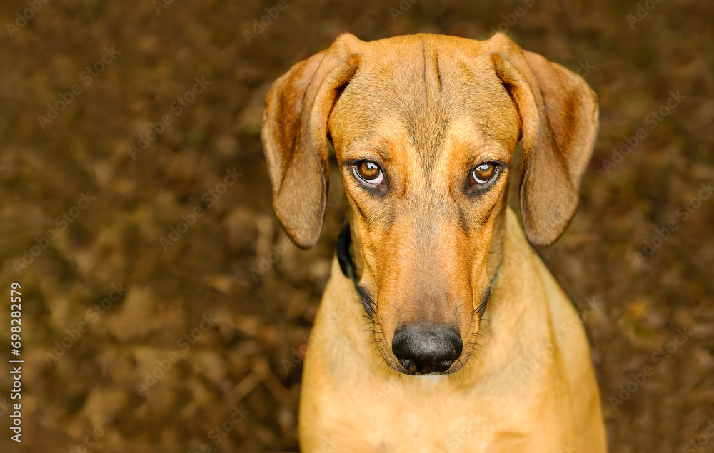 Dog Guilty Animal Shy Naughty Embarrassed Funny Sad Long Face Closeup
