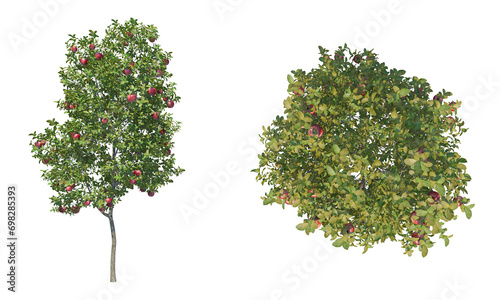 Apple tree png alpha channel front top view