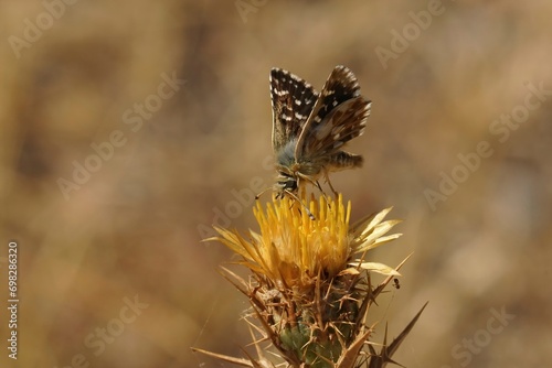 Macro shot of a red underwing skipper butterfly on a yellow thistle flower photo