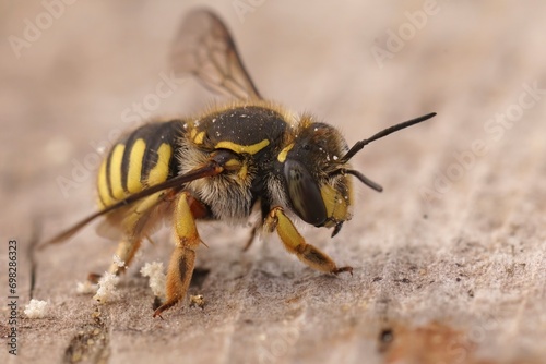 Macro shot of a hairy European woolcarder bee on a wooden surface