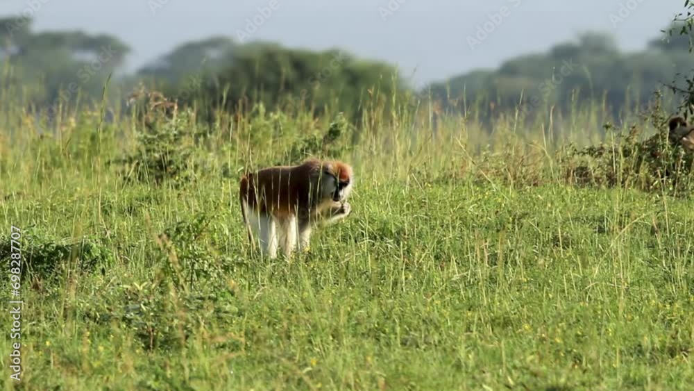 patas monkey (Erythrocebus patas)
Tele shot of patas monkey, 2023
