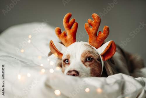 Close up portrait of beautiful red merle australian shepherd dog with festive reindeer antlers with Christmas lights on white background. Merry Christmas. Happy Holidays. photo