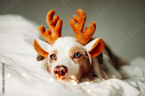 Close up portrait of beautiful red merle australian shepherd dog with festive reindeer antlers with Christmas lights on white background. Merry Christmas. Happy Holidays.