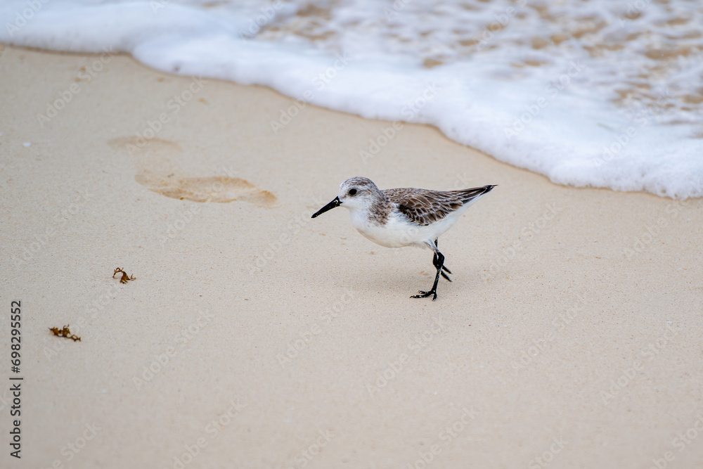 Sanderling (Calidris alba), small wading bird Sanderling (Calidris alba), small wading bird