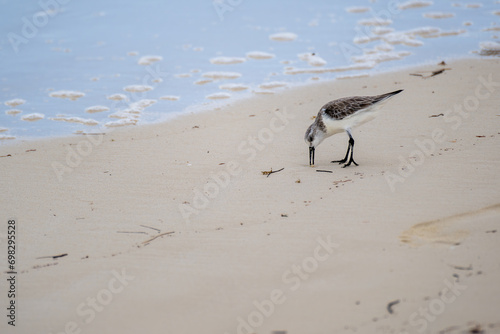 Sanderling (Calidris alba), small wading bird looking for food on the beach