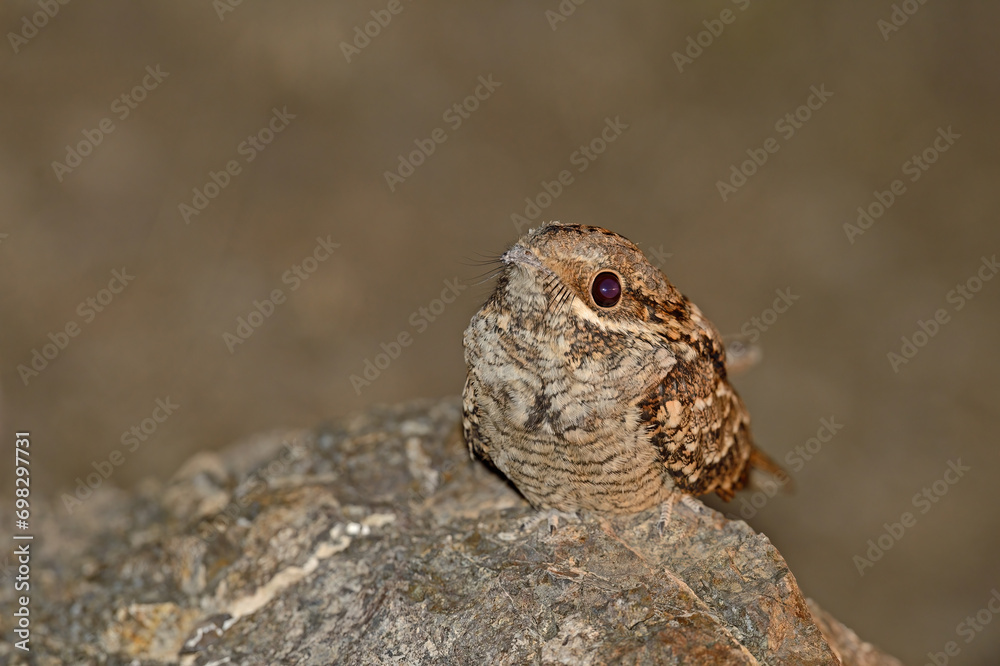 Fototapeta premium European Nightjar, Caprimulgus europaeus on the night rock.