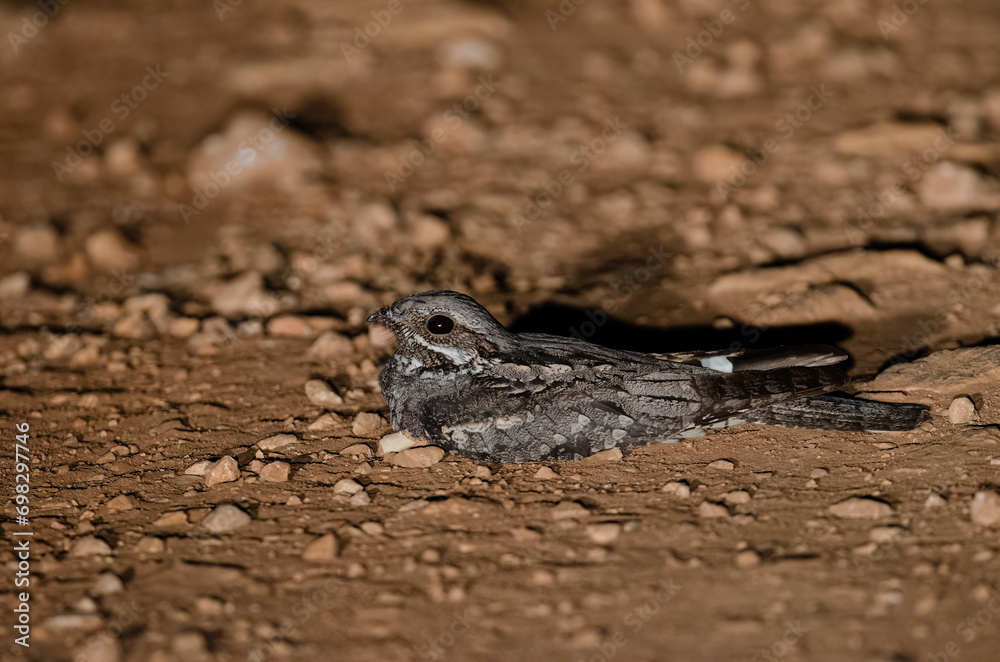European Nightjar, Caprimulgus europaeus on the ground at night. European Nightjar, Caprimulgus europaeus on the ground at night.