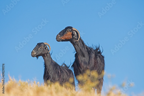 Two black goats watching over a blue sky background. © TAMER YILMAZ