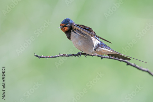 Barn Swallow, Hirundo rustica on a branch.