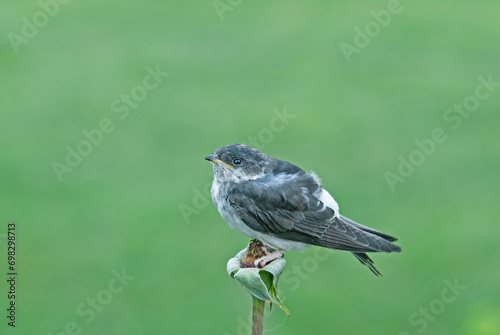 Young Common House Martin, Delichon urbicum, on a green branch. photo