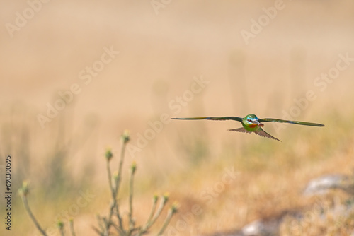 Blue-cheeked Bee-eater, Merops persicus flying in the sky. © TAMER YILMAZ