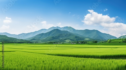 Landscape background of field green rice paddy in summer and mountains © meta