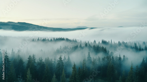 morning mist over the forest 