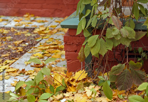 Yellow fallen maple leaves covering the ground and Virginia creeper vine
