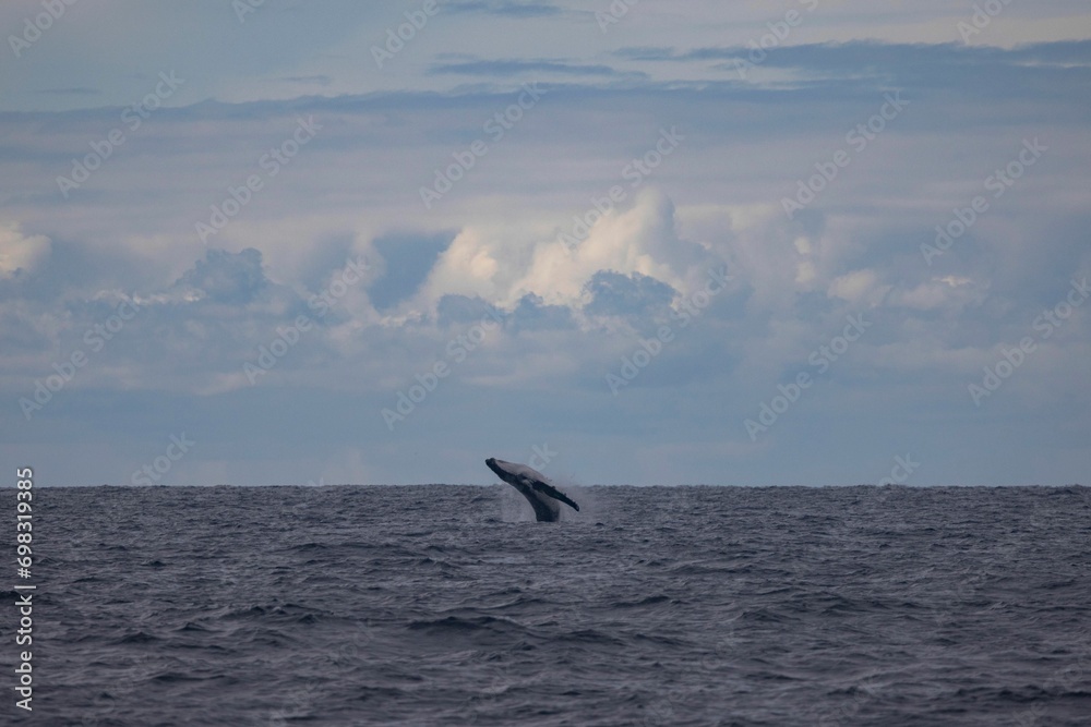 Naklejka premium Distant humpback whale breach on an overcast day
