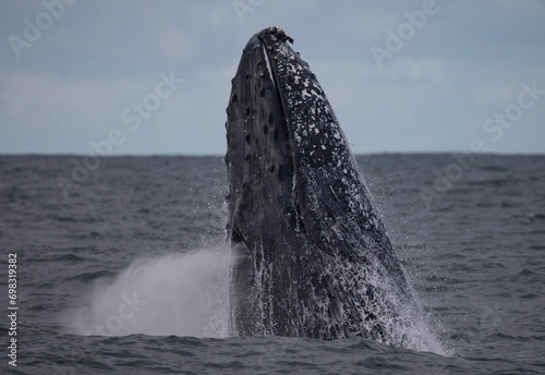 Large humpback whale exhaling while breaching