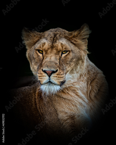 Portrait of an African lioness on a dark background