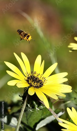 Close-up of a bee in mid-flight, heading towards a vibrant flower growing in a luscious green meadow
