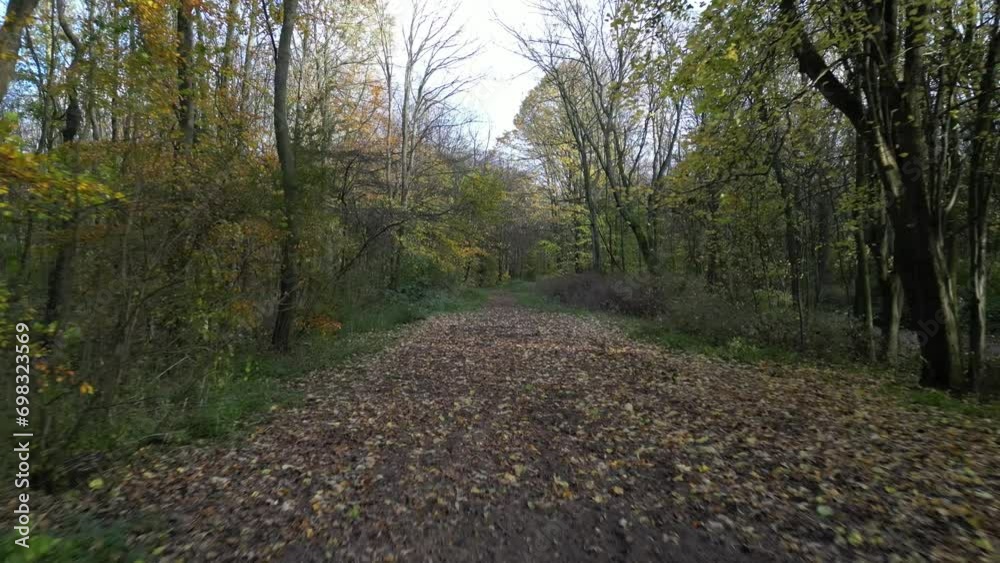Drone shot of a trail covered with fallen autumn leaves in the forest with autumnal trees in daytime Drone shot of a trail covered with fallen autumn leaves in the forest with autumnal trees in daytime
