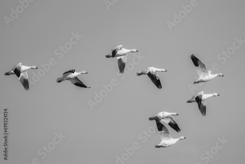 Snow geese in flight near El Nido, California. photo