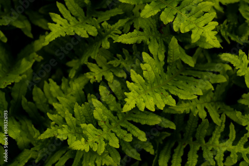 Closeup of vibrant green foliage with healthy leaves and stems