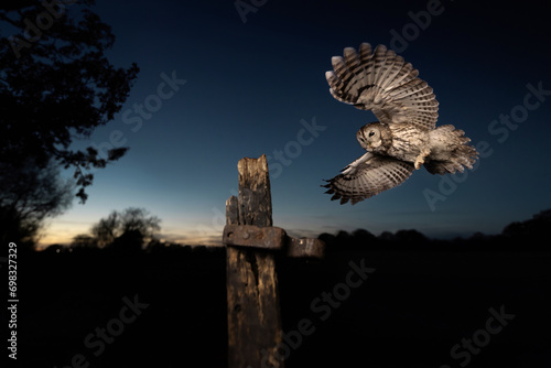 Fototapeta Naklejka Na Ścianę i Meble -  Majestic barred owl landing on a wooden post at night