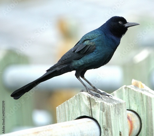 Common Grackle photo