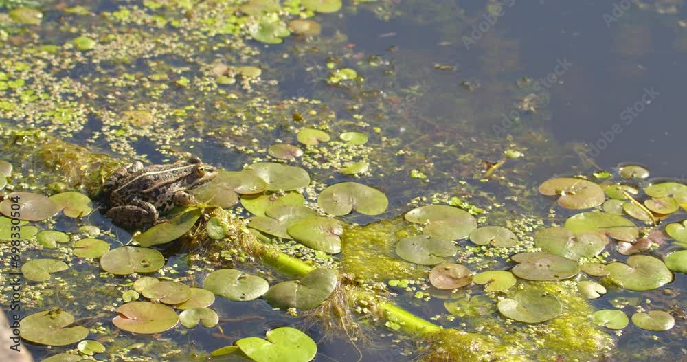 Beautiful close up shot of Balkan frog on a leaf of water lily on a pond