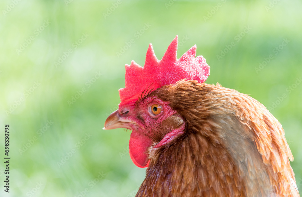 Closeup of a chicken on a farm