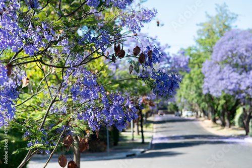 Blooming purple jacaranda tree landscape street Adelaide South Australia