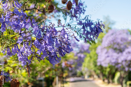 Blooming purple jacaranda tree landscape street Adelaide South Australia