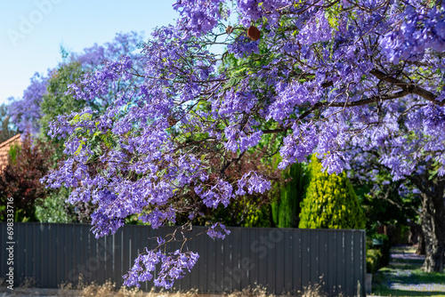 Blooming purple jacaranda tree landscape street Adelaide South Australia