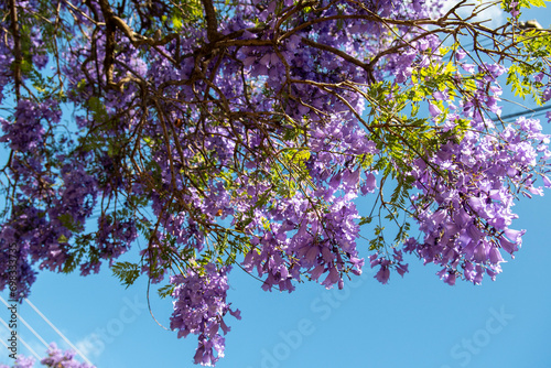 Blooming purple jacaranda tree branch Adelaide South Australia