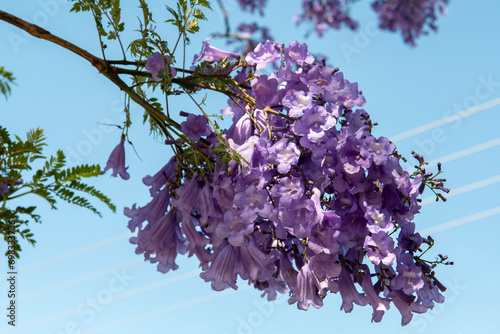 Blooming purple jacaranda tree branch Adelaide South Australia