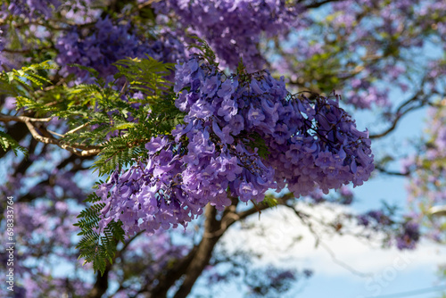 Blooming purple jacaranda tree branch Adelaide South Australia