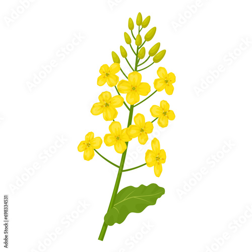 Vector illustration, rapeseed flower with green leaves, scientific name Brassica napus, isolated on white background.